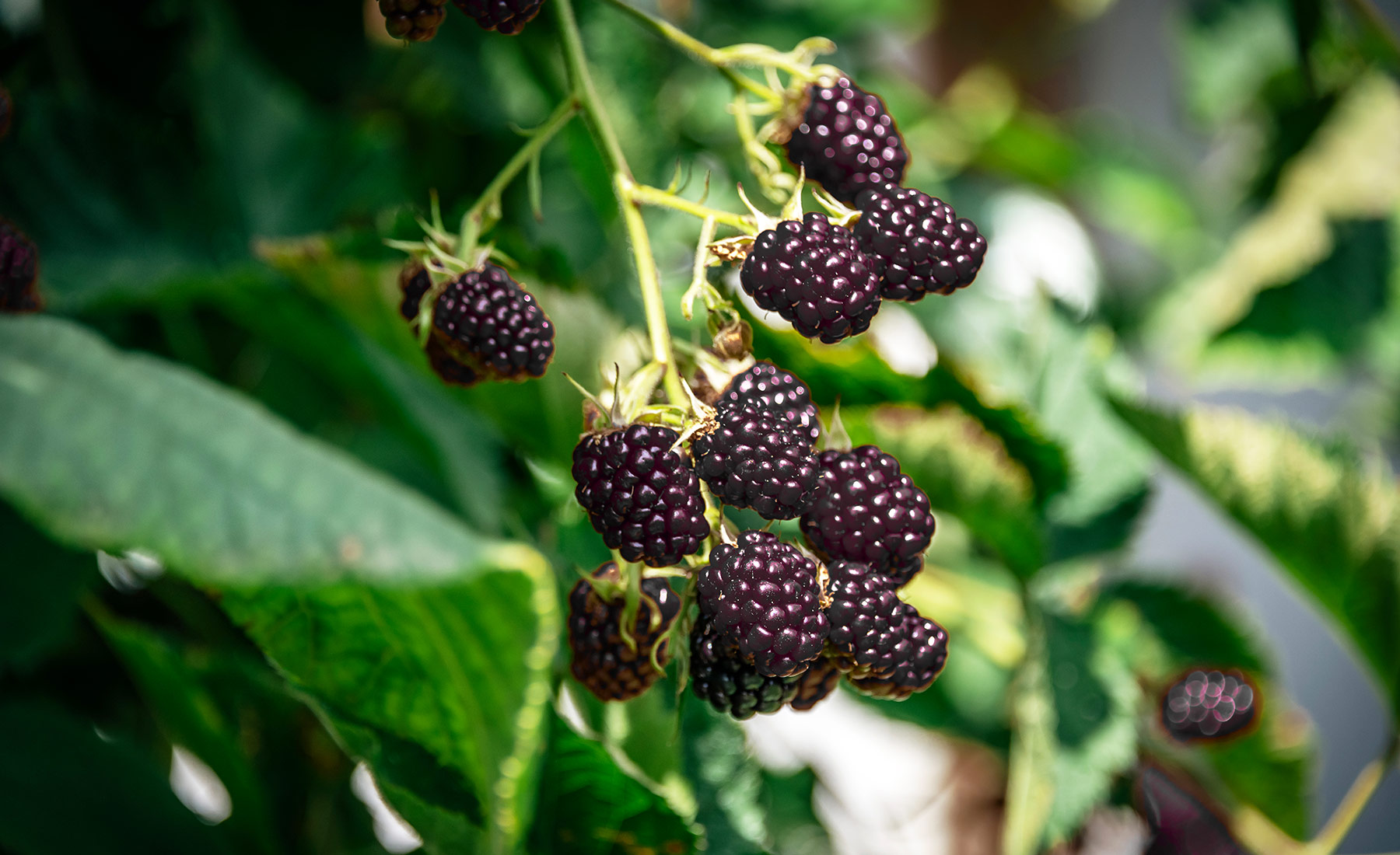 Bauernhof Fruehstueck 04